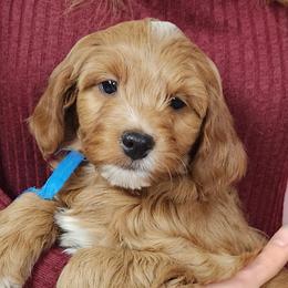 Goldendoodles from Goldendoodles from Goshen Blessings