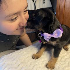 Prague Ratter Puppies from North Star Gem’s Prague Ratters