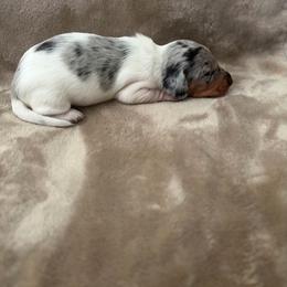 Bravo - Dapple male Dachshund puppy in Mesquite, Texas from 208 Dox Dynasty