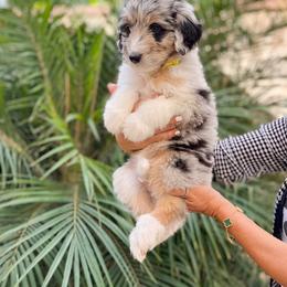 Aussiedoodle, Bernedoodle, Goldendoodle, and Poodle Puppies from Teddy Doodles & Standard Poodles
