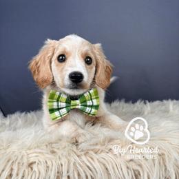 Emerald - male Goldendoodle puppy in Utah County, Utah from Big Hearted Breeders