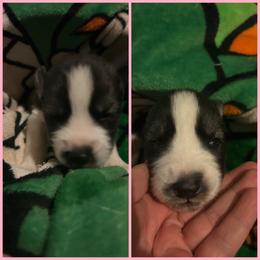 Black or agouti pink female - Black female Siberian Husky puppy in Wheeling, West Virginia from Powells Huskies