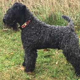 Kerry Blue Terriers from Hotlick’s Kerry Blue Terriers