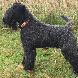 Kerry Blue Terriers from Hotlick’s Kerry Blue Terriers