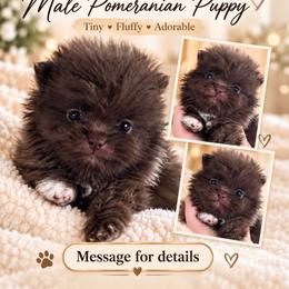 Mozart - Chocolate male Pomeranian puppy in El Paso, Texas from Texas quality pomeranians