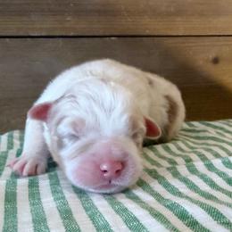 Cayenne - Red merle female Australian Shepherd puppy in Kearney, Nebraska from Helix Aussies