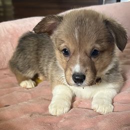 White collar - White and red female Pembroke Welsh Corgi puppy in Apopka, Florida from Connie’s Corgies