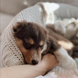 Maple - Red tri-color female Australian Shepherd puppy in Midvale, Idaho from Canyon River Aussies