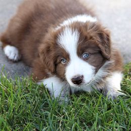 Knight - White and red male Border Collie puppy in Kalispell, Montana from North Fork Border Collies