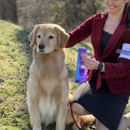 Ophelia - Golden Retriever