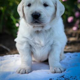 Golden Retriever Puppies from Webb's Wold Kennels