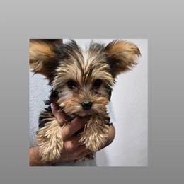 Ivy - Black and tan female Yorkshire Terrier puppy in Buckeye, Arizona from Adriana's Yorkies