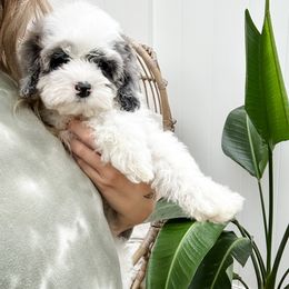 Cockapoo Puppies from Cockapoo Puppies and Co.