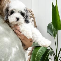Cockapoo Puppies from Cockapoo Puppies and Co.