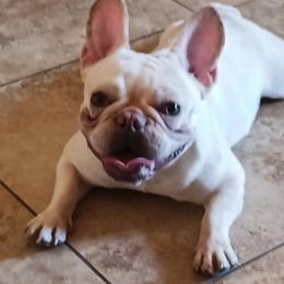 French Bulldogs from LA FRENCHIE MAFIA KENNELS