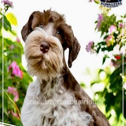 TUPAC - Miniature Schnauzer