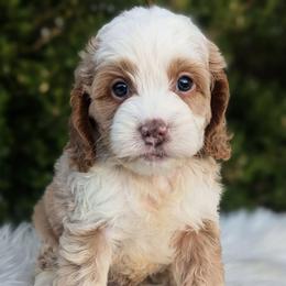 Koda - Buff and white male Cockapoo puppy in Salt Lake City, Utah from Utah Cocker Spaniels