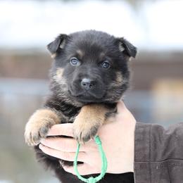 Roush - Black and tan male German Shepherd puppy in Augusta, West Virginia from Vom Haus Highlands