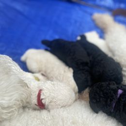 Poodle Puppies from Durer Poodles
