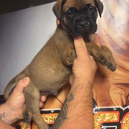 Suzuki - Red fawn male Bullmastiff puppy in South Attleboro, Massachusetts from Bessettes Bullies