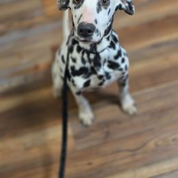 Bella - White and black female Dalmatian puppy in Neosho, Missouri from County-Line Critters