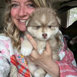 Zion - Red and white male Pomsky puppy in Rathdrum, Idaho from Smart Pomskies and Frenchies