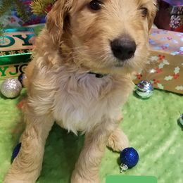 Bernedoodle, Goldendoodle, and Poodle Puppies from Granton Creek