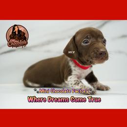 RED - Piebald male Dachshund puppy in Liberty, Texas from Mini Chocolate Factory
