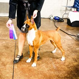 Sailor - Boxer