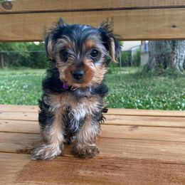 Yorkshire Terrier Puppies from Elaine’s Pup Co.
