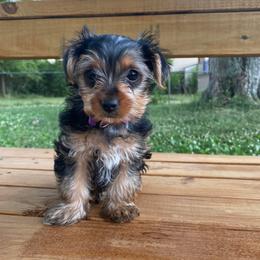 Yorkshire Terrier Puppies from Elaine’s Pup Co.