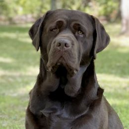 Vaeda - Labrador Retriever