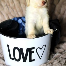 Labradoodle and Labrador Retriever Puppies from Moore than Dogs
