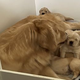 Golden Retriever Puppies from Davis Pond Goldens