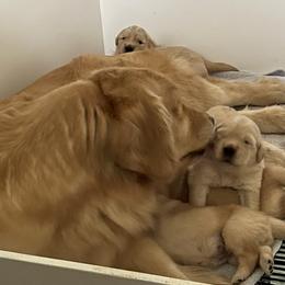 Golden Retriever Puppies from Davis Pond Goldens