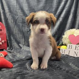 Trixie - Red female Border Collie puppy in Gary, Indiana from Lake Ridge Border Collies