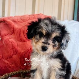 Miss BoPeep - Brown merle female Aussiedoodle puppy in Sulphur Bluff, Texas from V6 Ranch Dogs