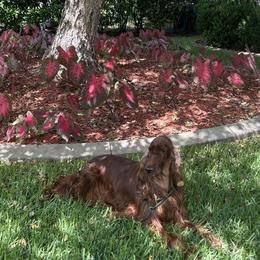 Irish Setter puppies from Seafarer