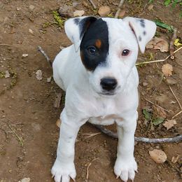 Girl 1 - Tri-color female Jack Russell Terrier puppy in California from Kimberlite