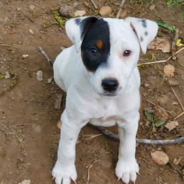 Girl 1 - Tri-color female Jack Russell Terrier puppy in California from Kimberlite