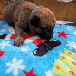 Boy 3 - Mahogany male Belgian Malinois puppy in Paynes Corner, Virginia from Von-Zito Belgian Malinois