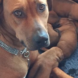 Charlotte - Rhodesian Ridgeback