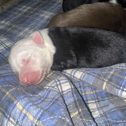 Luna - Black tri-color female Australian Shepherd puppy in Oakland City, Indiana from Moonlightaussies