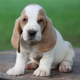 Male 1 - Red and white male Basset Hound puppy in Georgia from Huff's Hounds