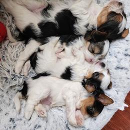 Biewer Terrier and Yorkshire Terrier Puppies from 1.StarDreamPups