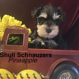 (Pineapple ) Male 2 - Black and silver male Miniature Schnauzer puppy in Granville, Ohio from Shull Mini Schnauzers