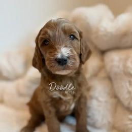 Finn - Red  male Goldendoodle puppy in Gilbert, Arizona from Doodle Bliss