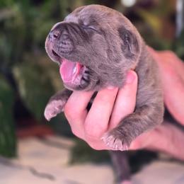 Orange collar - Chestnut brindle male Cane Corso puppy in Springfield, Oregon from PNW Cane Corsos