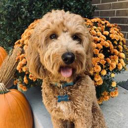 Brady - Goldendoodle
