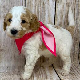 Pink Female - Parti female Goldendoodle puppy in Great Falls, Montana from Montana Goldendoodles